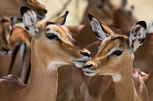 Portrait of a female impala and a young mal-Aepyceros melampus Nature Print